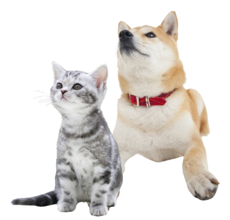 猫と犬